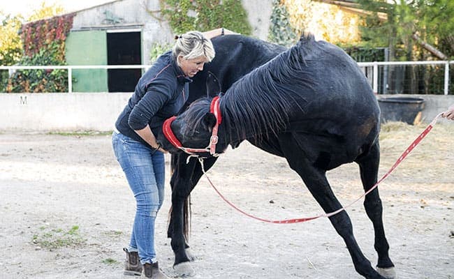 Ostéopathe animalier travaillant avec un cheval